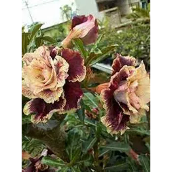 adenium plant (6)-3392613-39178.webp